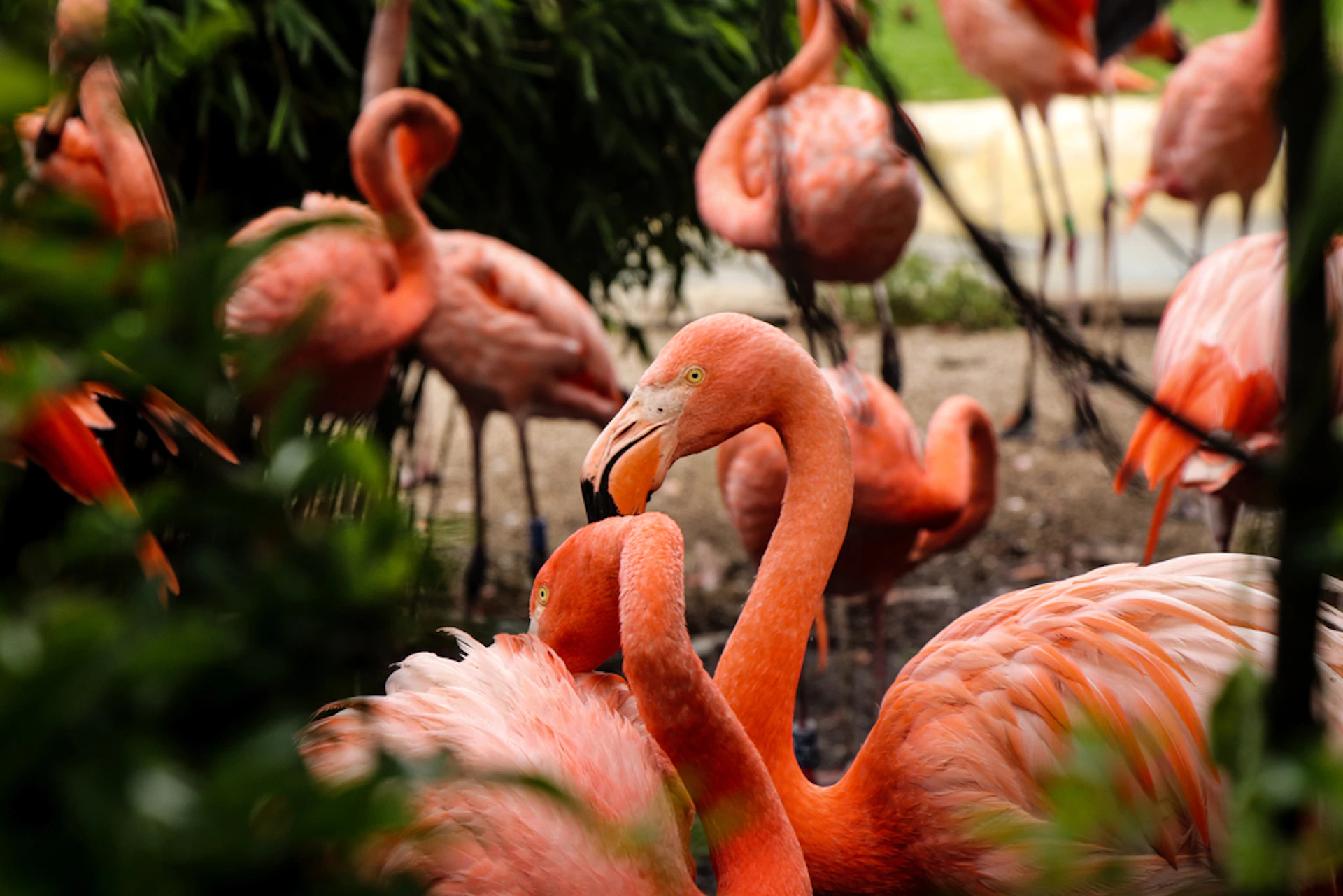 Several pink flamingos in a natural habitat, with two in the foreground interacting closely. Green foliage is in the background.
