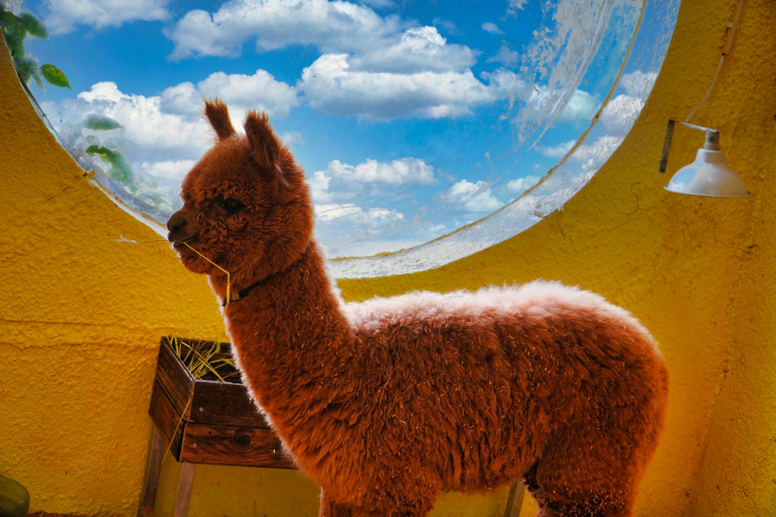 A fluffy brown alpaca stands indoors near a window with a blue sky and clouds visible. A wooden box is in the background.