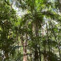 Zbytky peří palmového lesa v Cattana Wetlands