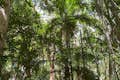 Restos de bosque de palmeras en los humedales de Cattana