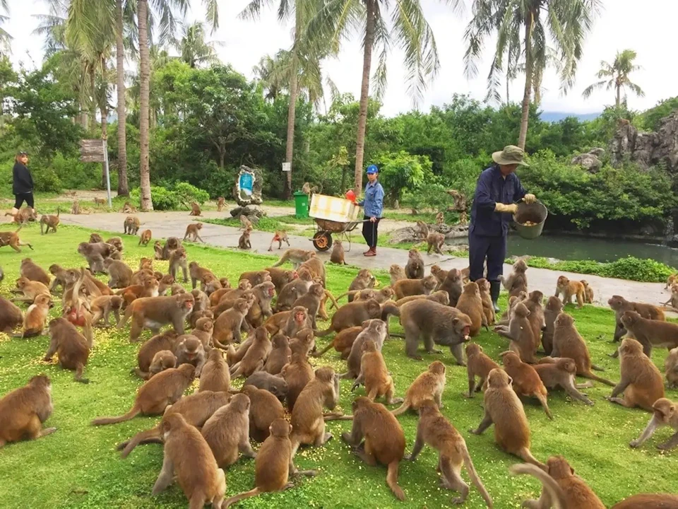 A group of monkeys on grass as two people with a cart feed them near a road lined with palm trees.