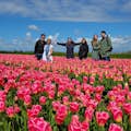 Um campo de tulipas