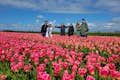 A field of tulips