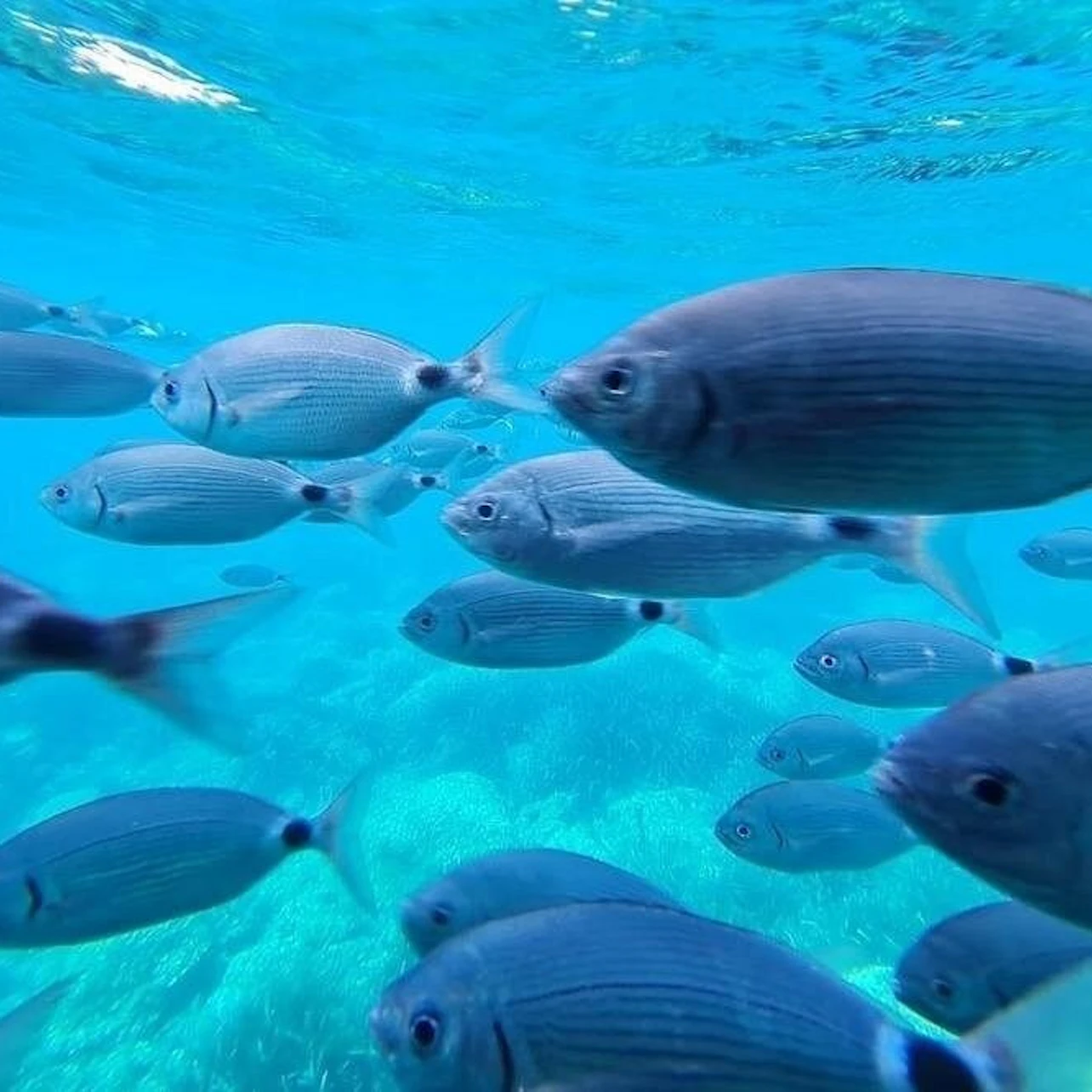 A school of silver fish swimming underwater in clear blue water with sunlight filtering through the surface.
