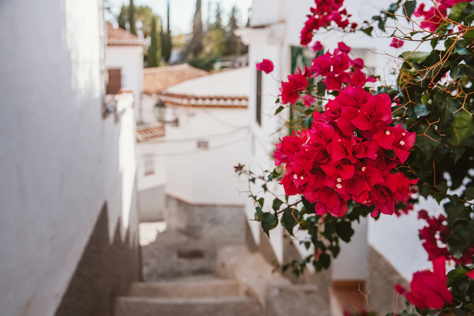 Red bougainvillea flowers in focus, set against a backdrop of white-walled houses with terracotta roofs on a narrow street.