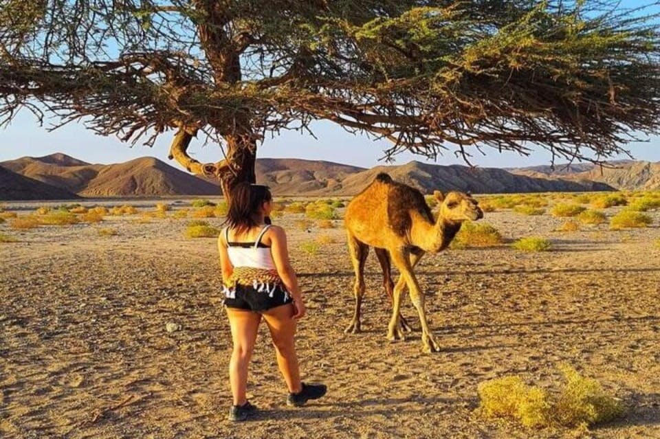 엘쿠세이르 사막