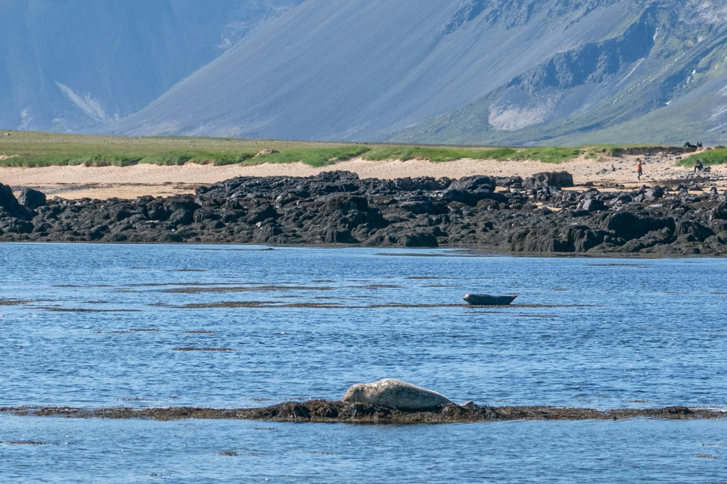 イトリ・トゥンガ・ビーチのアザラシ