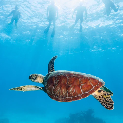 Outer Great Barrier Reef: Guided Snorkelling Tour from Port Douglas + Lunch - Photo 5