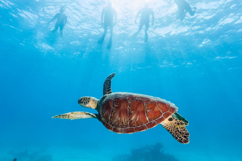 A sea turtle swims underwater with silhouettes of four snorkelers visible above in clear blue water.
