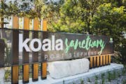Sanktuarium Koala w Port Stephens