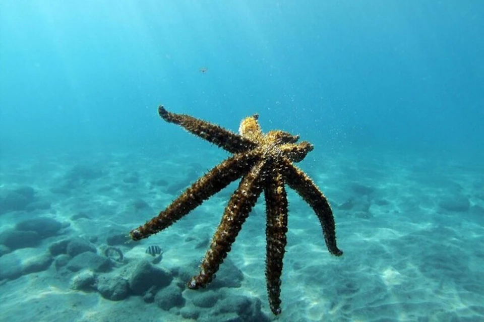 starfish