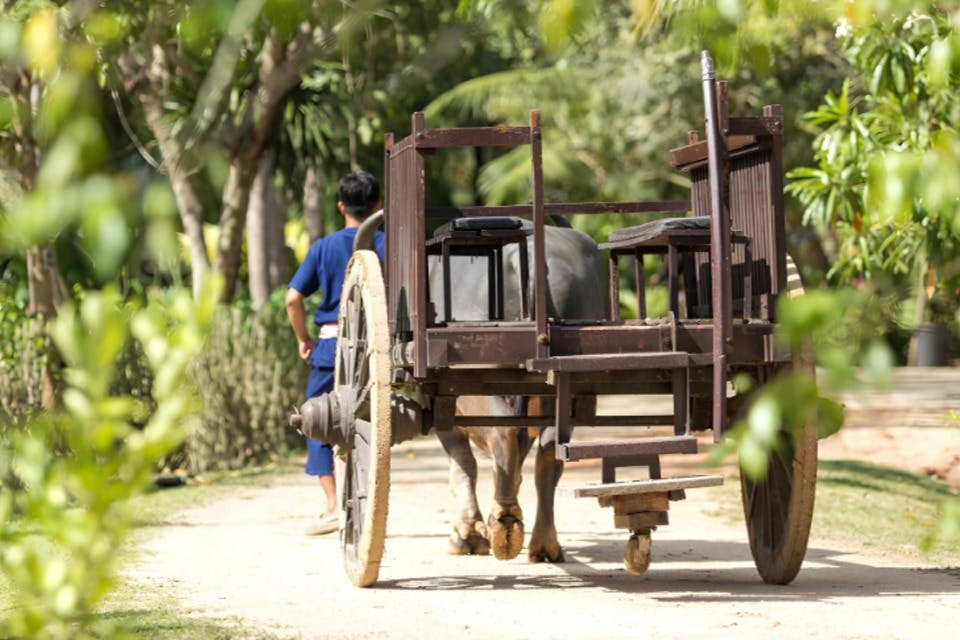 Comença el viatge coneixent búfals, que van tenir un paper central en l'agricultura tailandesa.