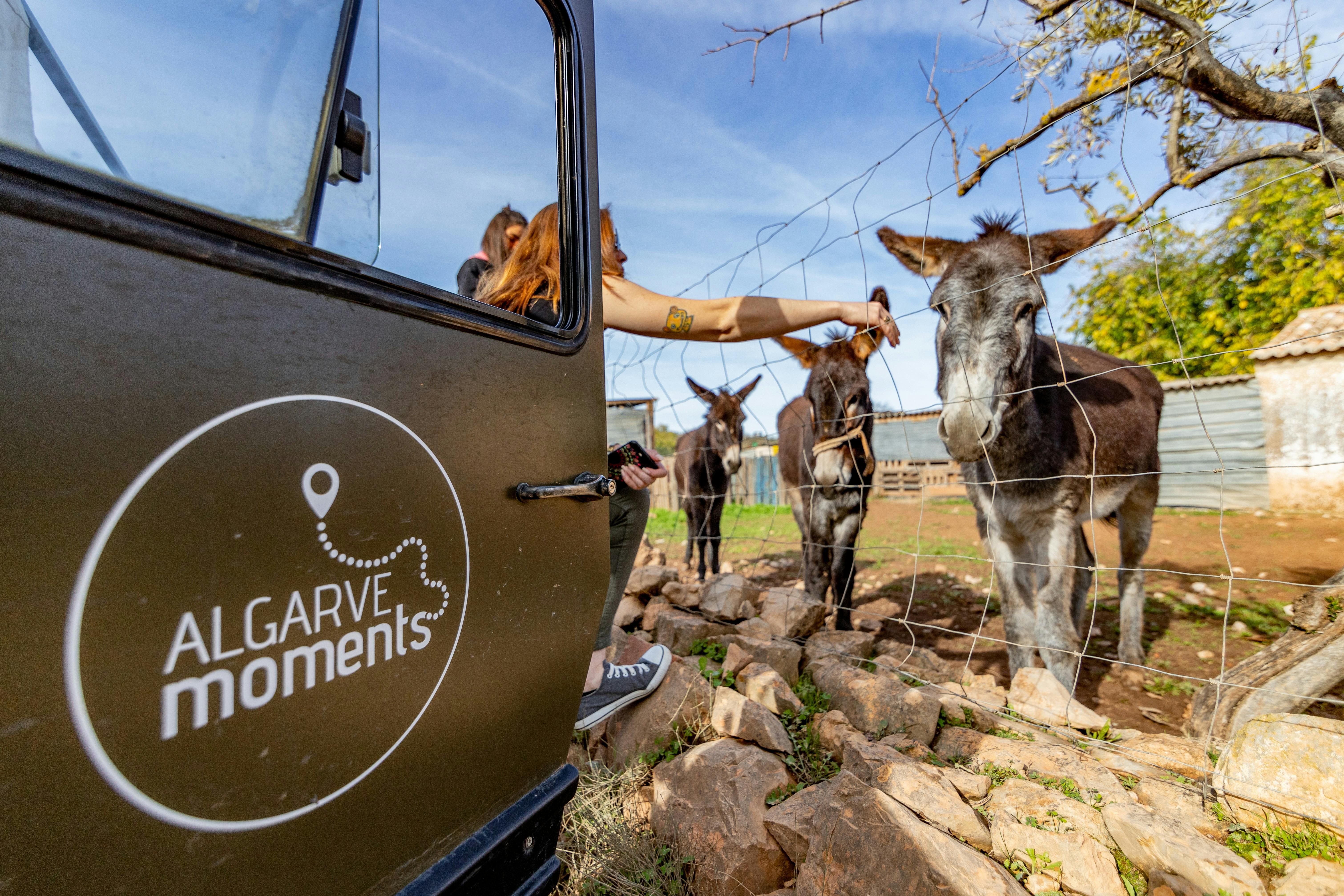 在晴朗的蓝天下，一个人在一辆印有“阿尔加维时刻”标志的车辆旁边的铁丝围栏内喂三头驴。