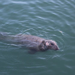Meet the Local Harbour Seals