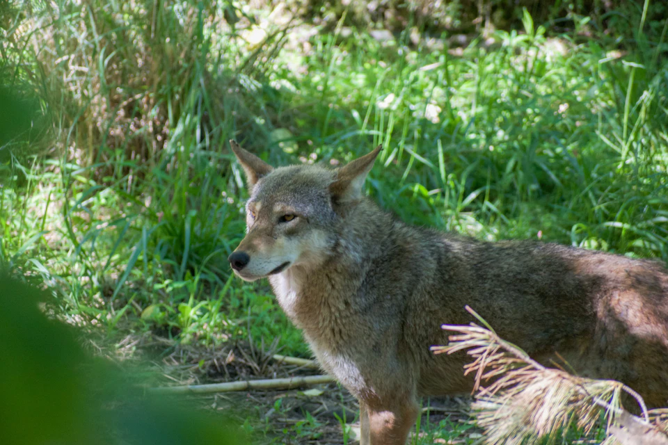 Red Wolf