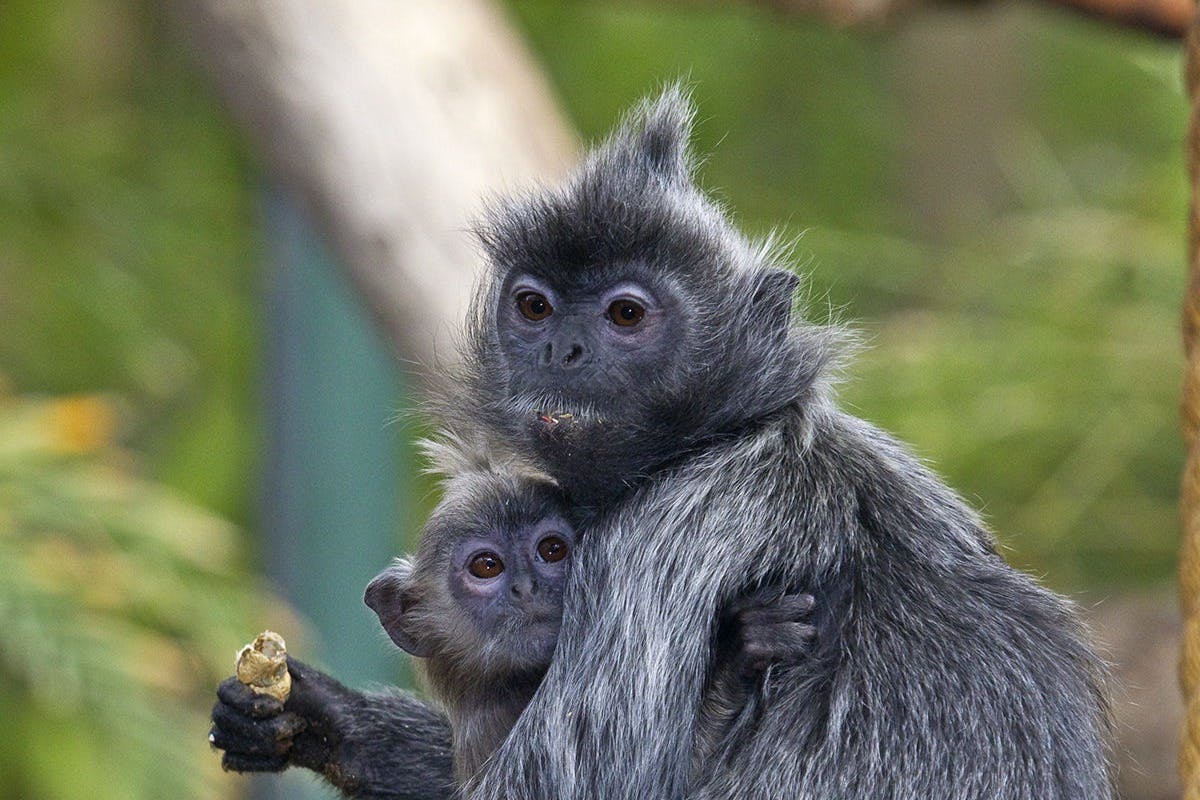 샌디에고 동물원