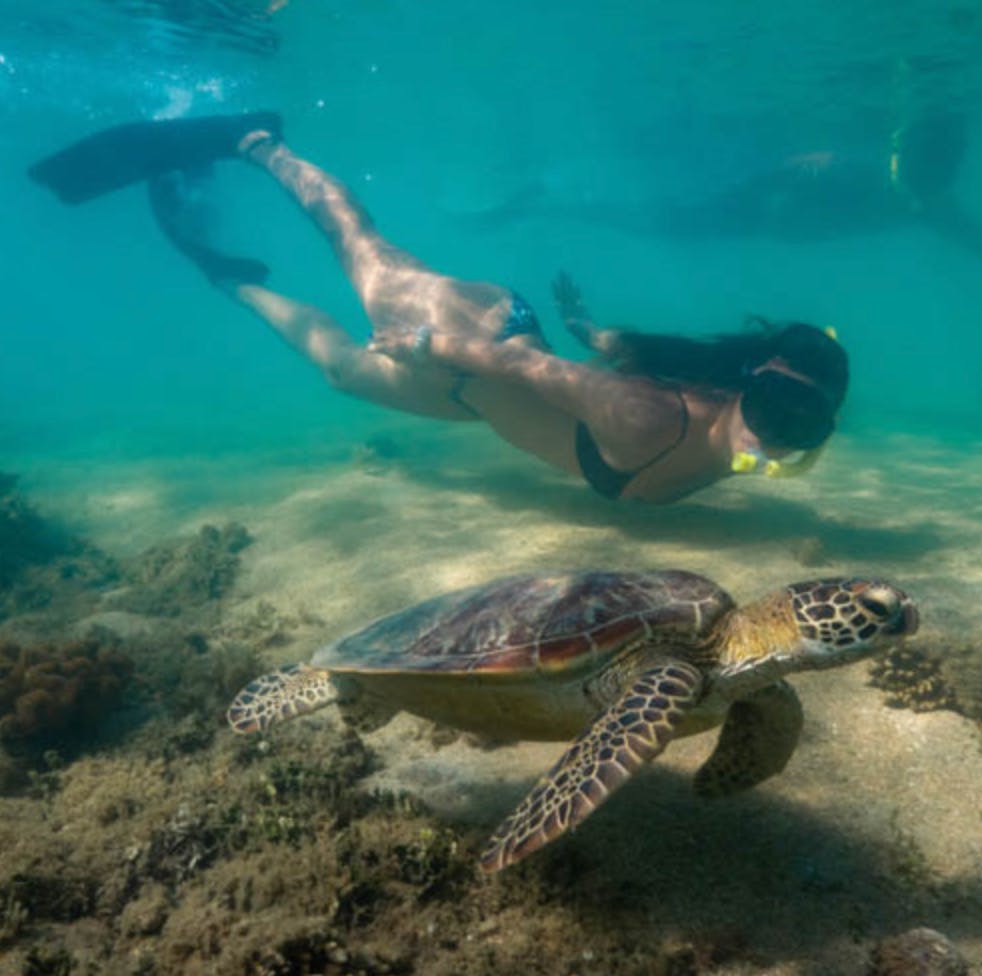 Low Isles: Tour guidato in barca da Port Douglas + Snorkeling + Tè — 6
