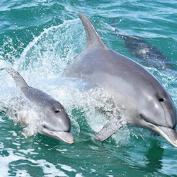 Mandurah: Dolphin Cruise and Views
