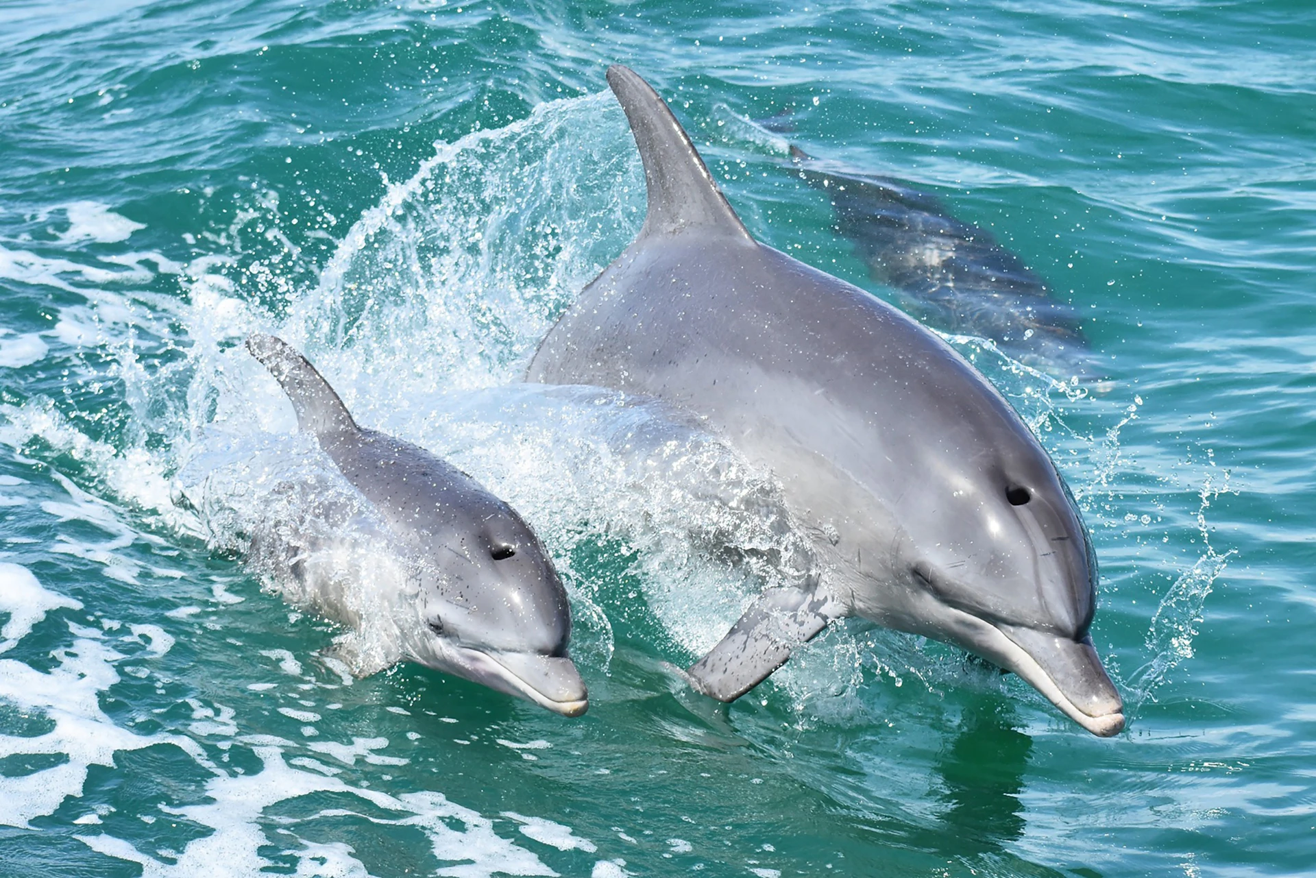 Indo Pacific Bottlenose Dolphins
