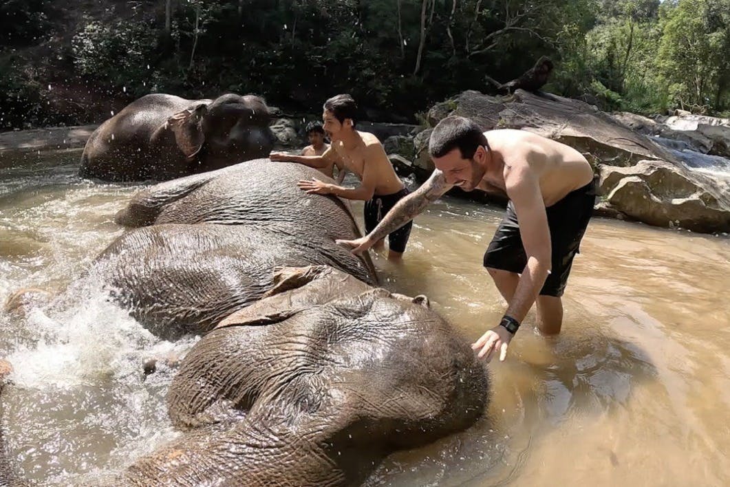 Elephant bath
