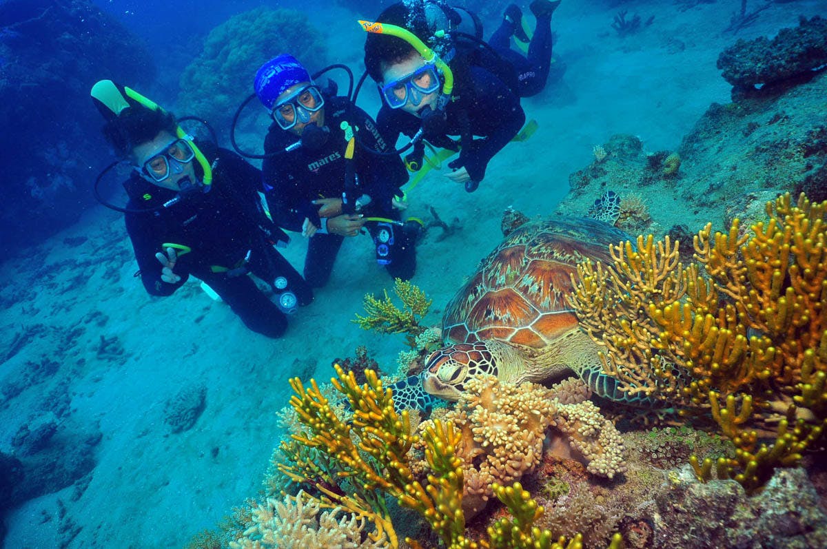 Three scuba divers observing a turtle among colorful corals on the ocean floor.