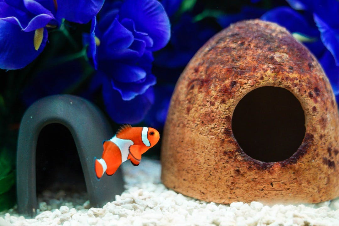 A clownfish swims near a dome-shaped rock structure in an aquarium with blue flowers in the background.