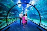 Det nationella akvariet Abu Dhabi