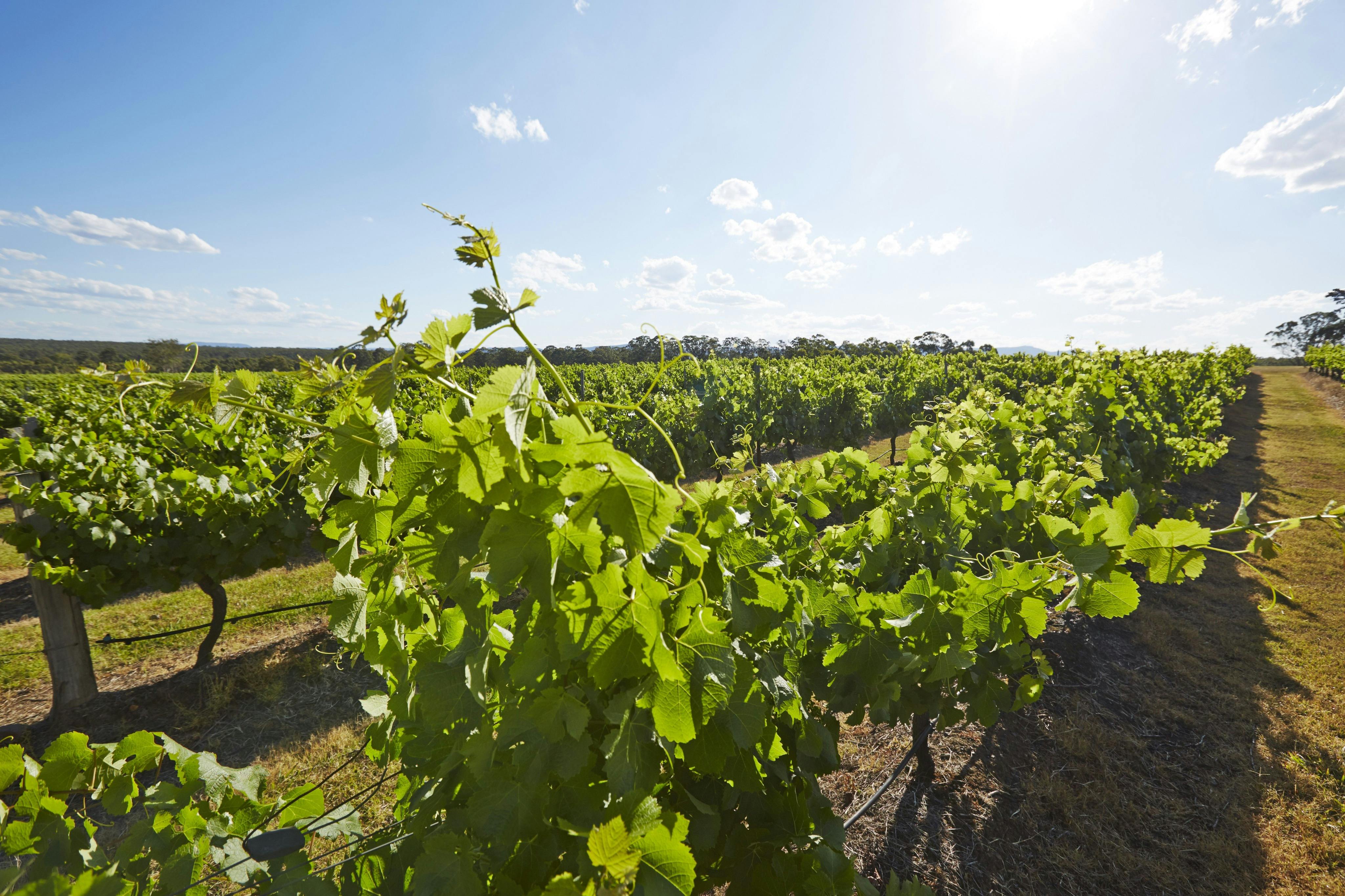 Hunter Valley: Guided Day Tour from Sydney + Lunch & Wine + Winery Visit - Photo 6