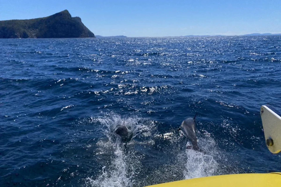 Two dolphins leaping out of the water next to a yellow boat, with an island and open ocean in the background under a clear sky.
