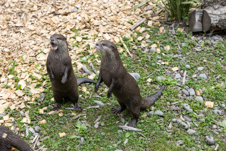 Two otters standing upright on grass and pebbles, one with its mouth open, surrounded by natural vegetation.