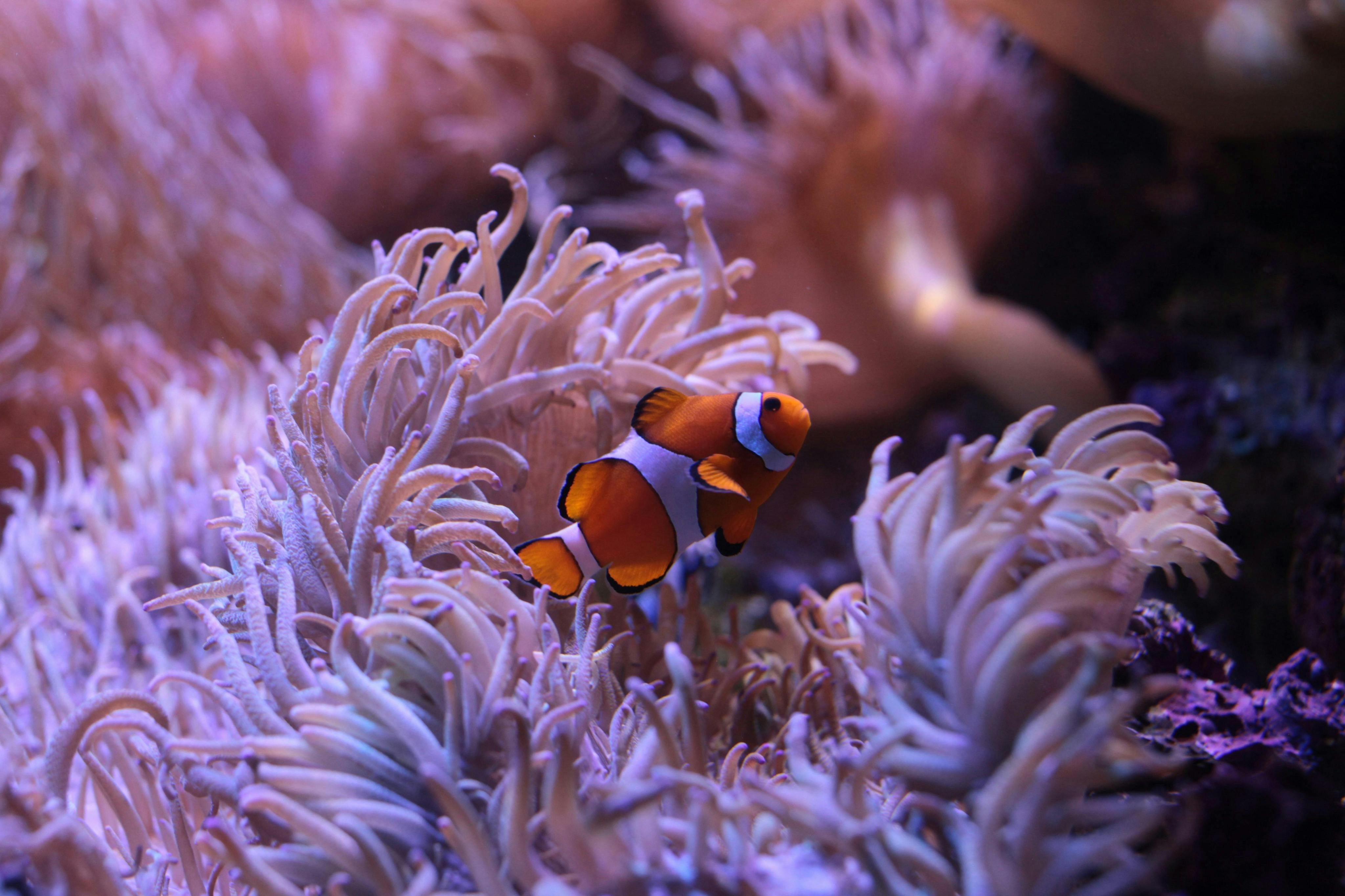 SEA LIFE Sydney Aquarium: Entry Ticket (B2B Product) 3
