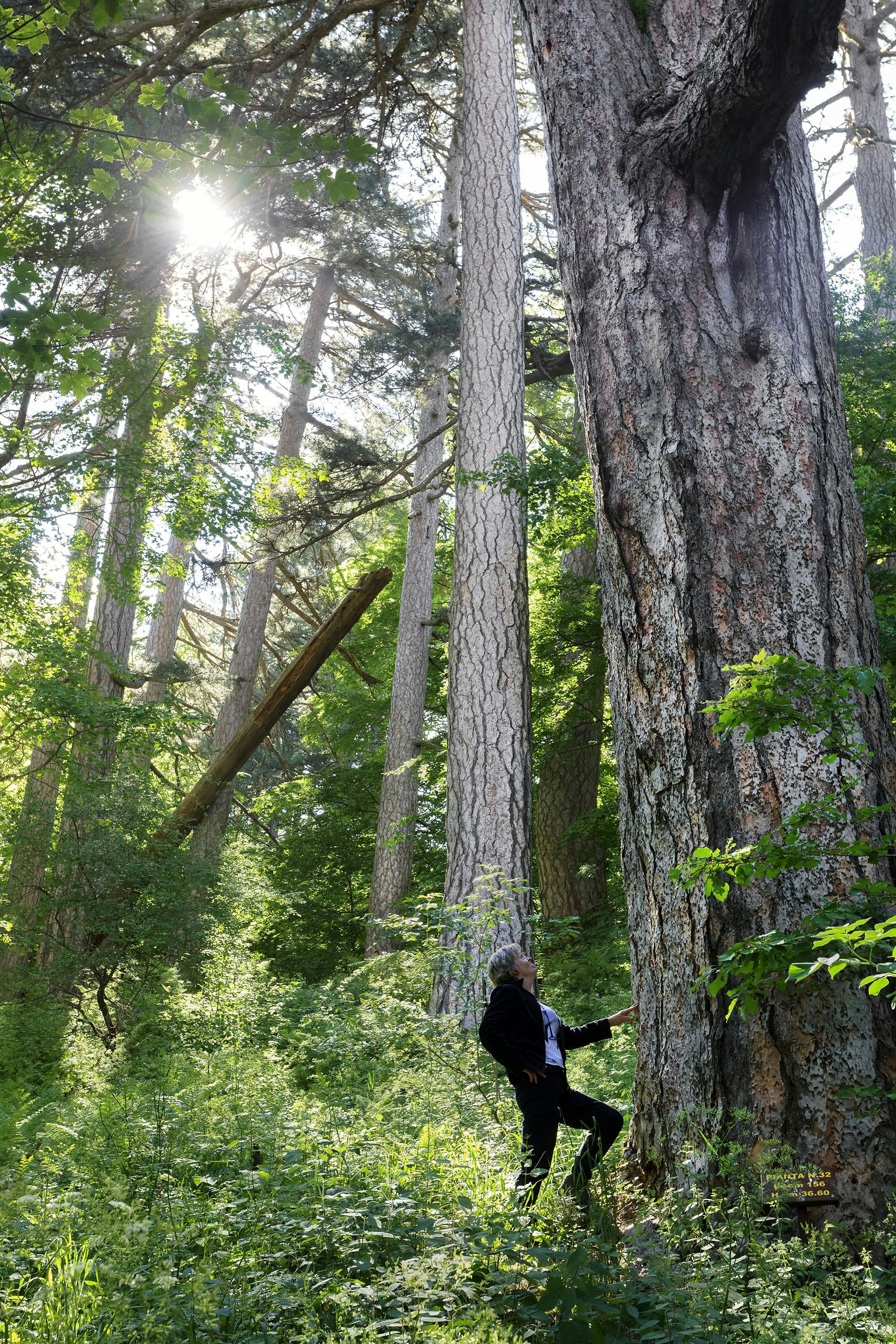 Una persona si trova alla base di un grande albero e guarda in alto, circondata da una fitta foresta con la luce del sole che filtra attraverso i rami.