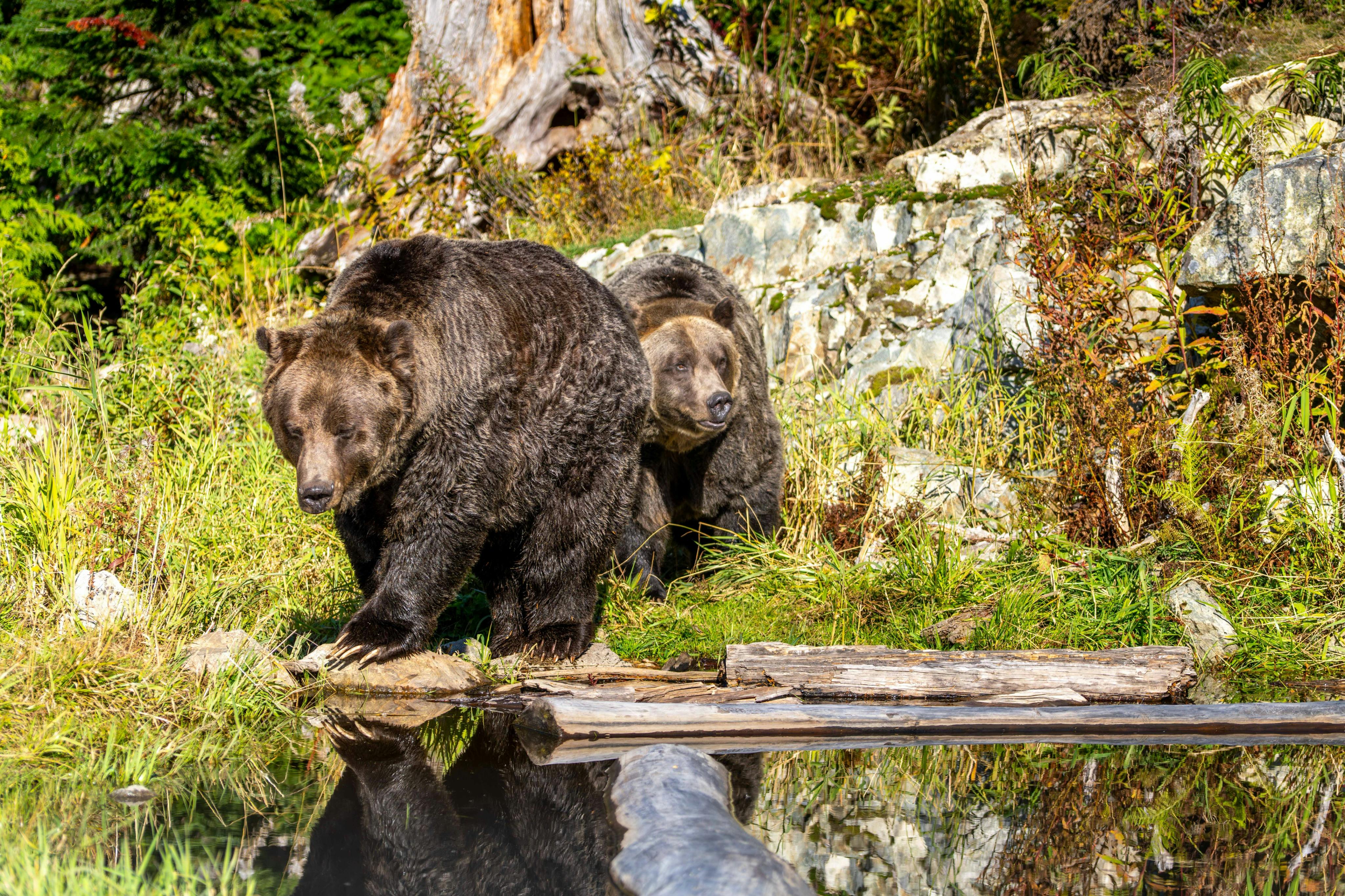 To brune bjørne nær en reflekterende vandoverflade i et græsbevokset, klippefyldt område med træer i baggrunden.