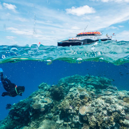 Great Barrier Reef: Snorkelling Tour from Cairns + Lunch - Photo 5
