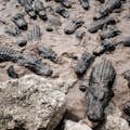 Alligatorer Everglades-tur