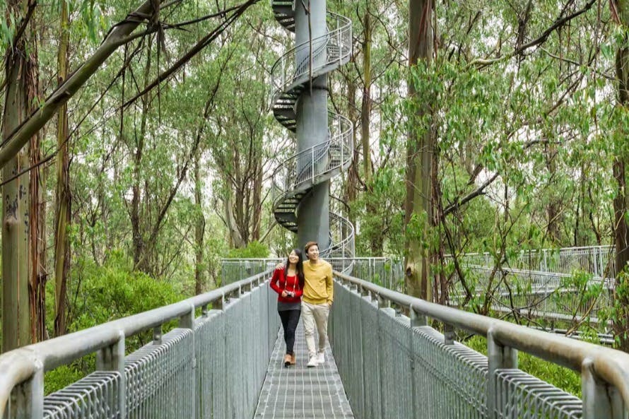 Otway Fly Baumkronen-Abenteuer: Baumkronen-Spaziergang — 7