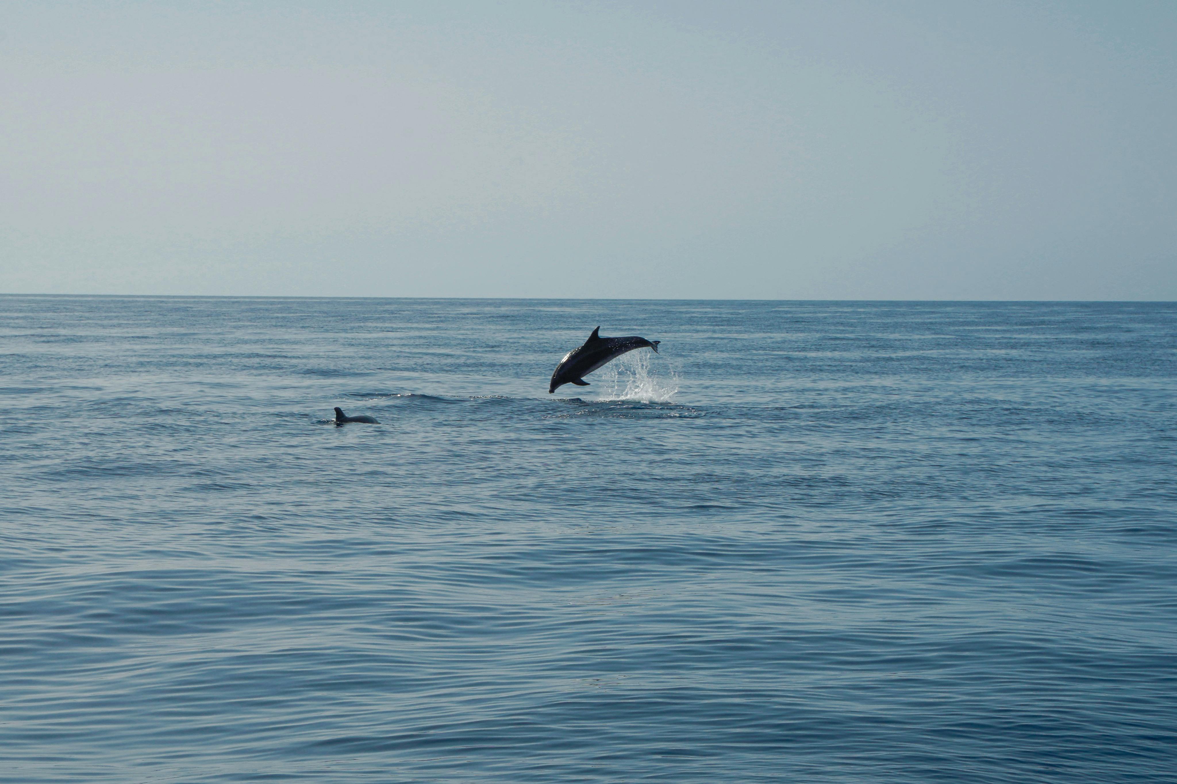 鲸鱼观察半日游 半日游 半日游 半日游