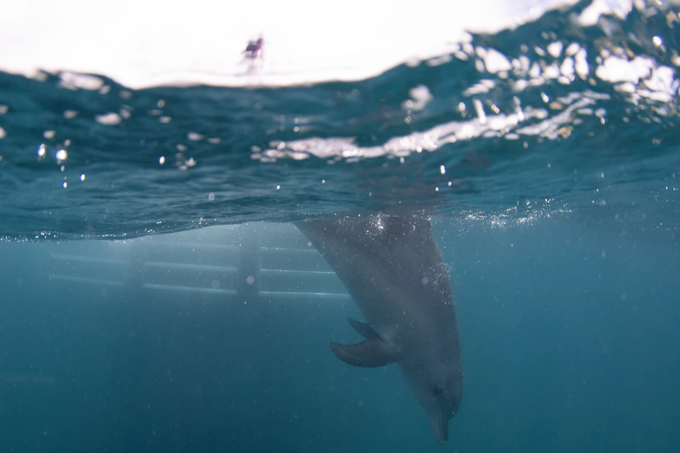 Underwater view of a dolphin swimming close to the surface, with light streaming through the water from above.