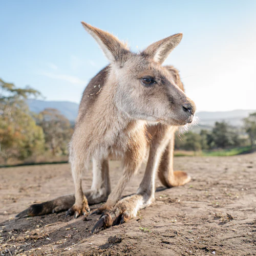 Bonorong Wildlife Sanctuary: bilhete de entrada - Photo 5