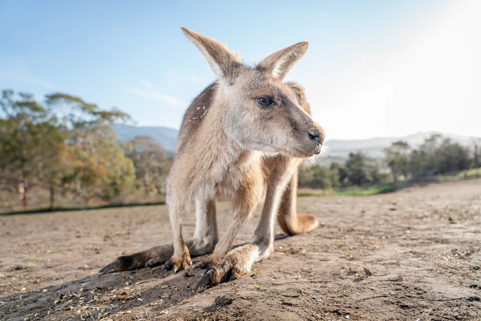 Close-up of a kangaroo standing on a dirt surface with a scenic landscape of trees and mountains in the background.