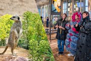 アルティス・アムステルダム王立動物園への訪問とアルティス＝グルート美術館を組み合わせよう