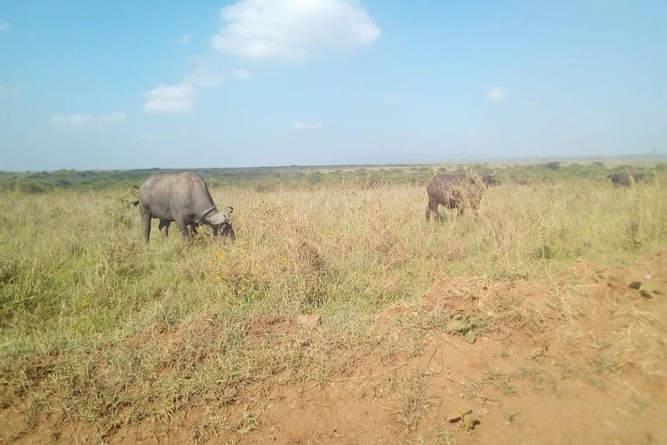 Buffaloes grazing