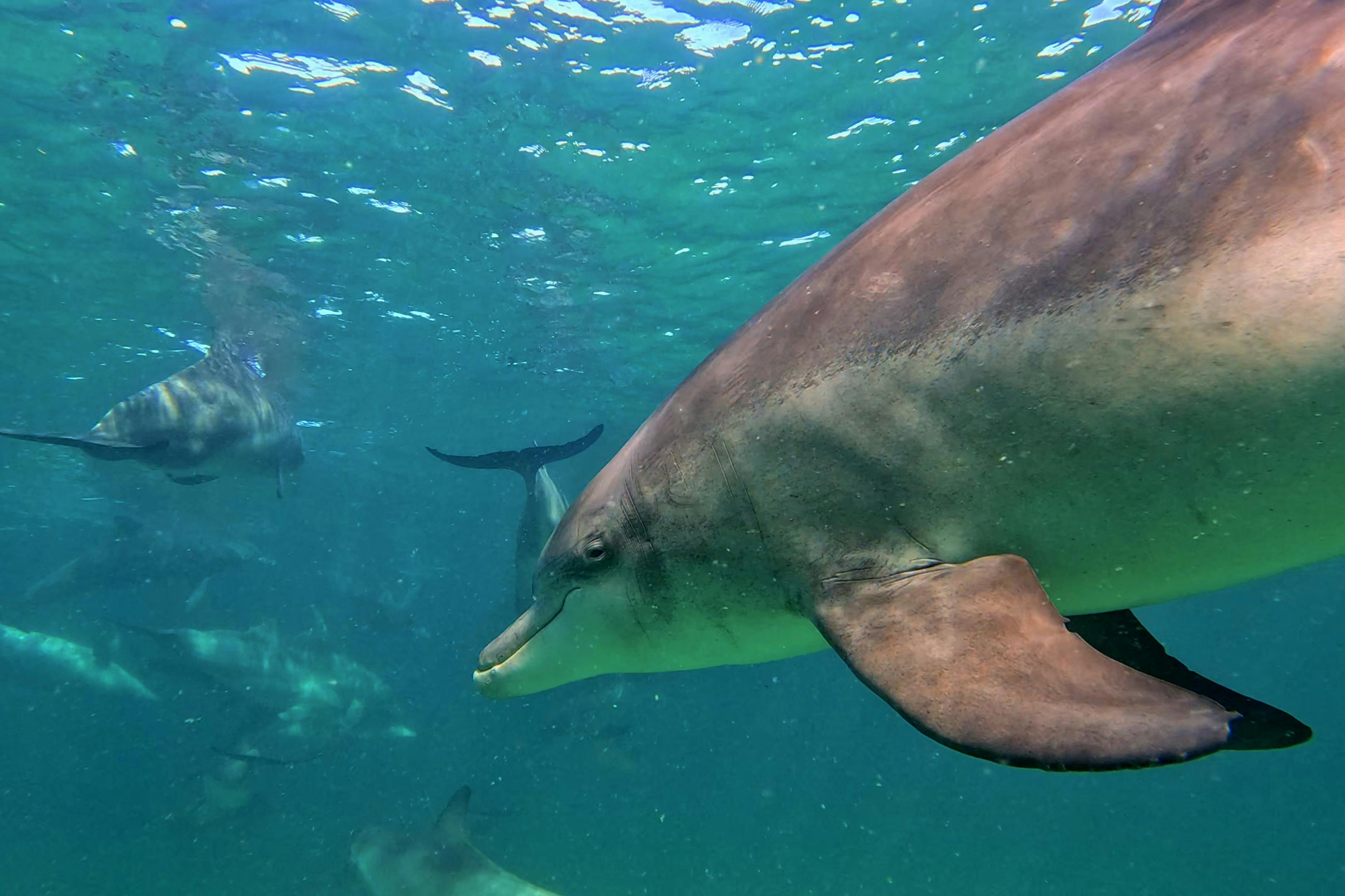 Say hello to the Bunbury Dolphins