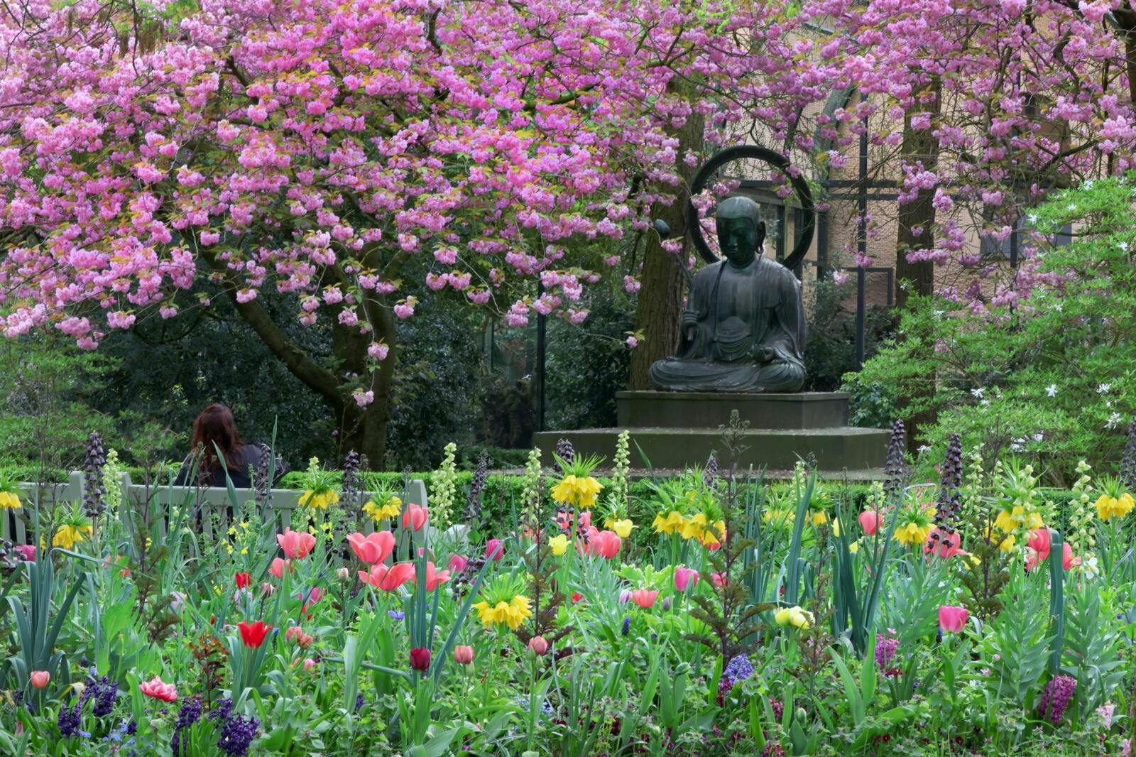 Μια σκηνή κήπου με ένα καθιστό άγαλμα του Βούδα που περιβάλλεται από ανθισμένα άνθη κερασιάς και πολύχρωμα ανοιξιάτικα λουλούδια.