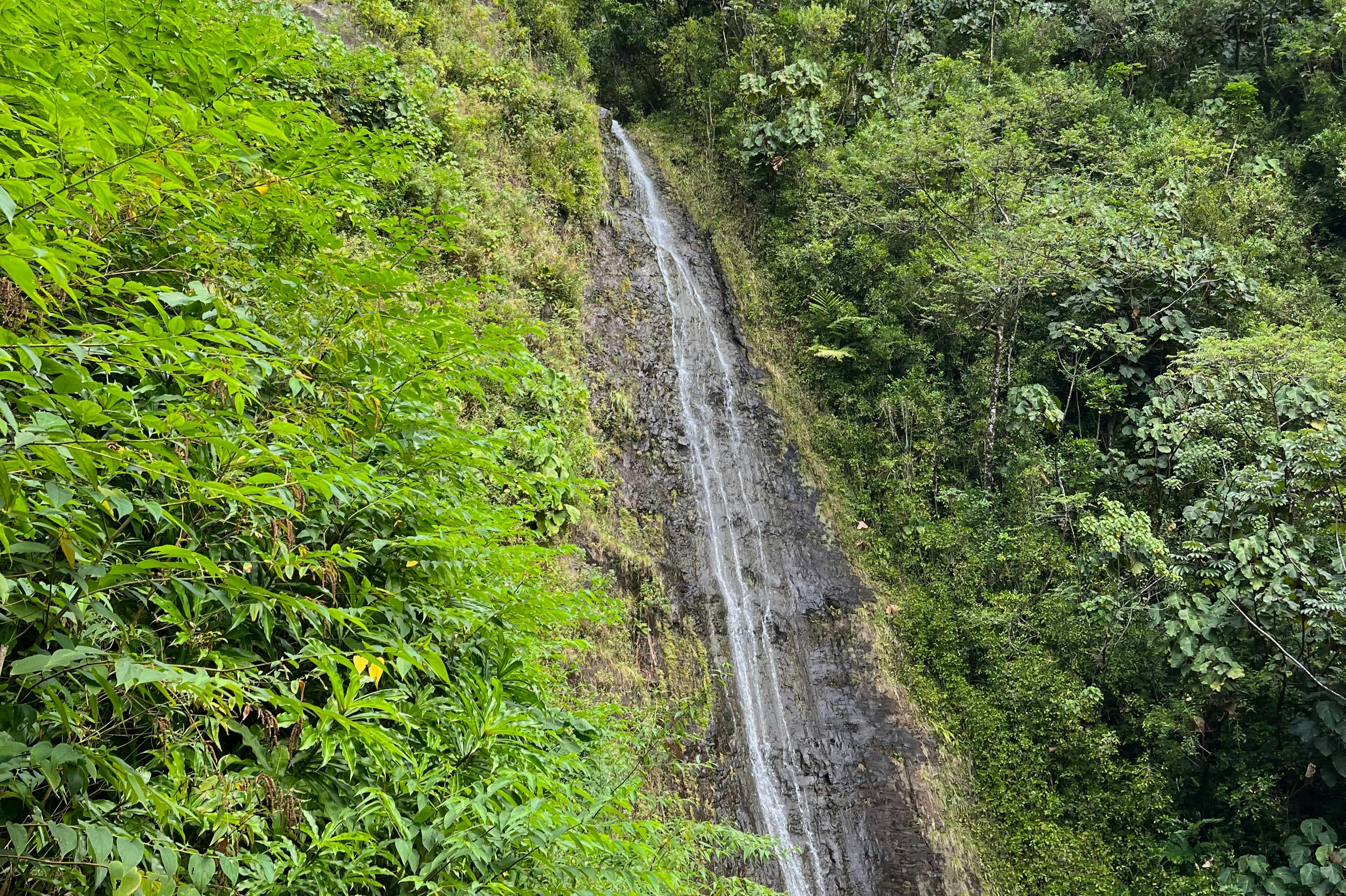 Oahu: Visita guiada às Cataratas de Manoa a partir de Waikiki + Almoço - Photo 3
