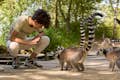 Meet the Ring-tailed Lemurs