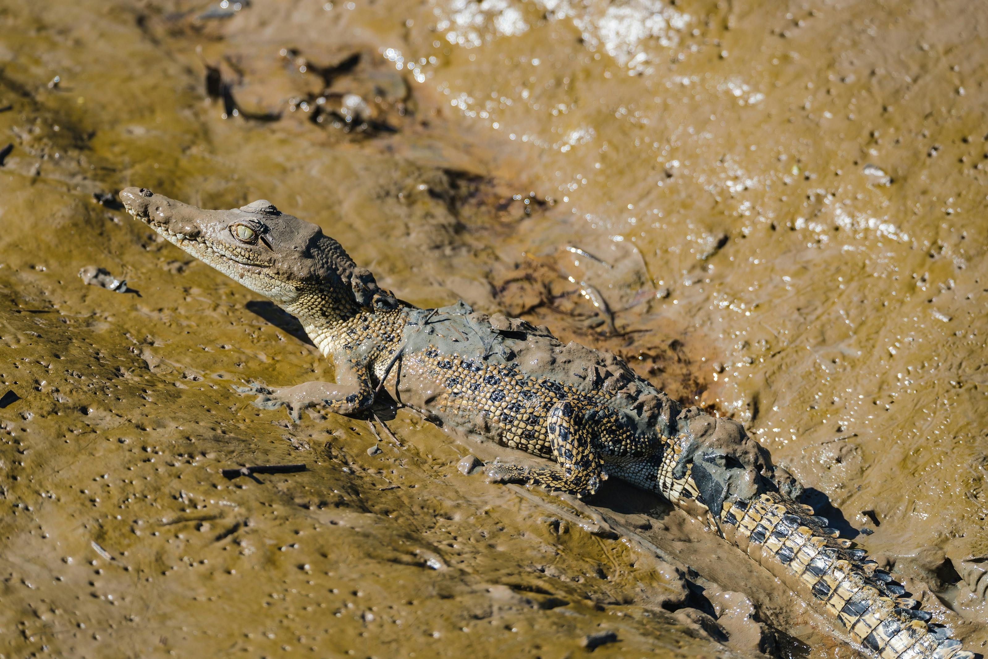 Baby saltwater crocodile on the river bank