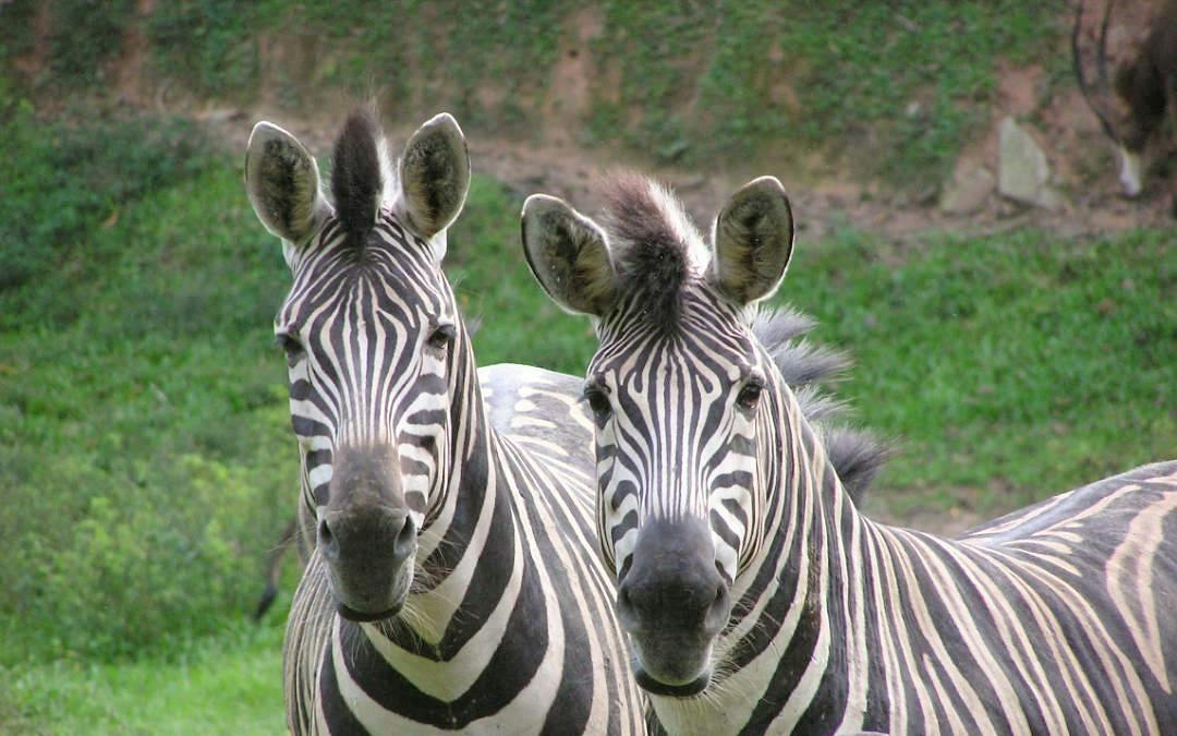 Two zebras with striped coats standing close together in a grassy area with a blurred natural background.