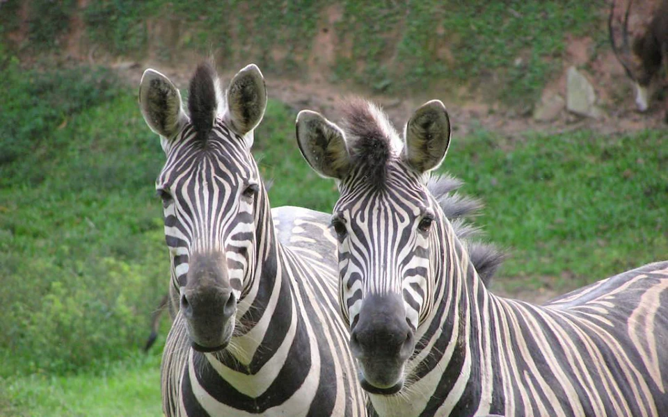 Two zebras with striped coats standing close together in a grassy area with a blurred natural background.