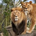 Lion + lioness